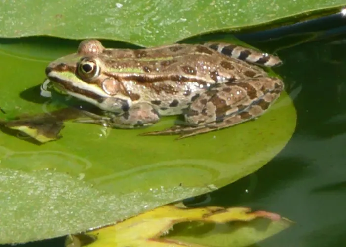 A Casa Sorriso Bed & Breakfast La Massimina-Casal Lumbroso